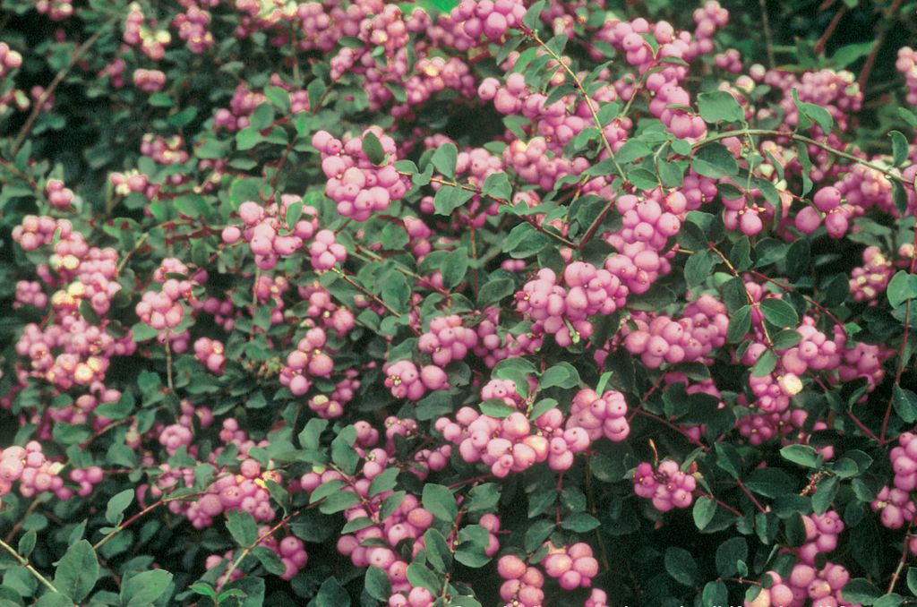 Снежноягодник Доренбоза (Symphoricarpos doorenbosii) "Magical Winterberry"