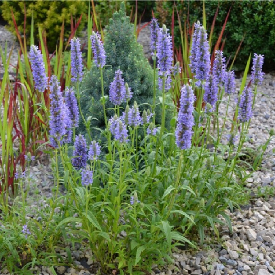 Котовник жильчатый Blue Moon