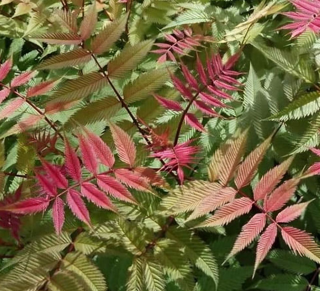 Рябинник рябинолистный (Sorbaria sorbifolia) «Magical Cherry on Top»