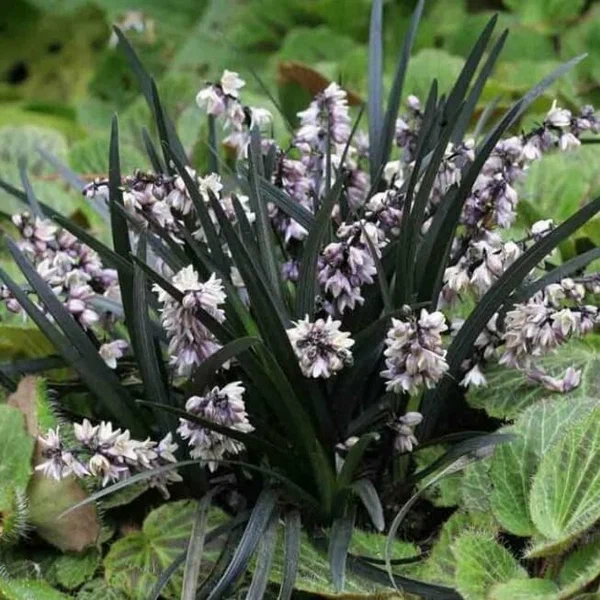 Офиопогон плоскострелый "Niger"