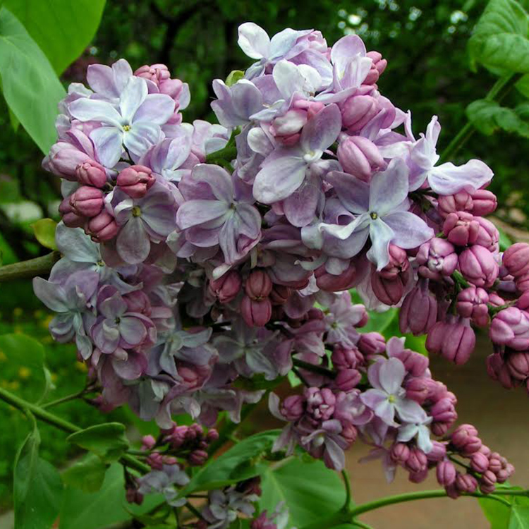 Сирень обыкновенная (Syringa vulgaris) “Великая Победа”