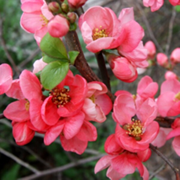 Айва японская  (Chaenomeles)         «Pink Lady»
