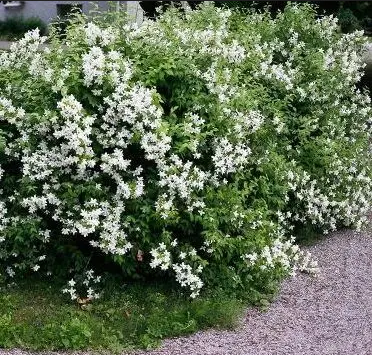 Чубушник «Юбилей»