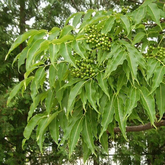 Бархат амурский (ком)