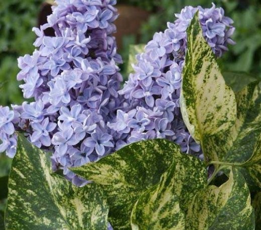 Сирень обыкновенная (Syringa vulgaris) “Аукубофолия”