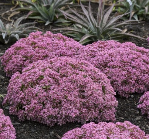 Очиток (Sedum) "Rock n Round Pride & Joy"
