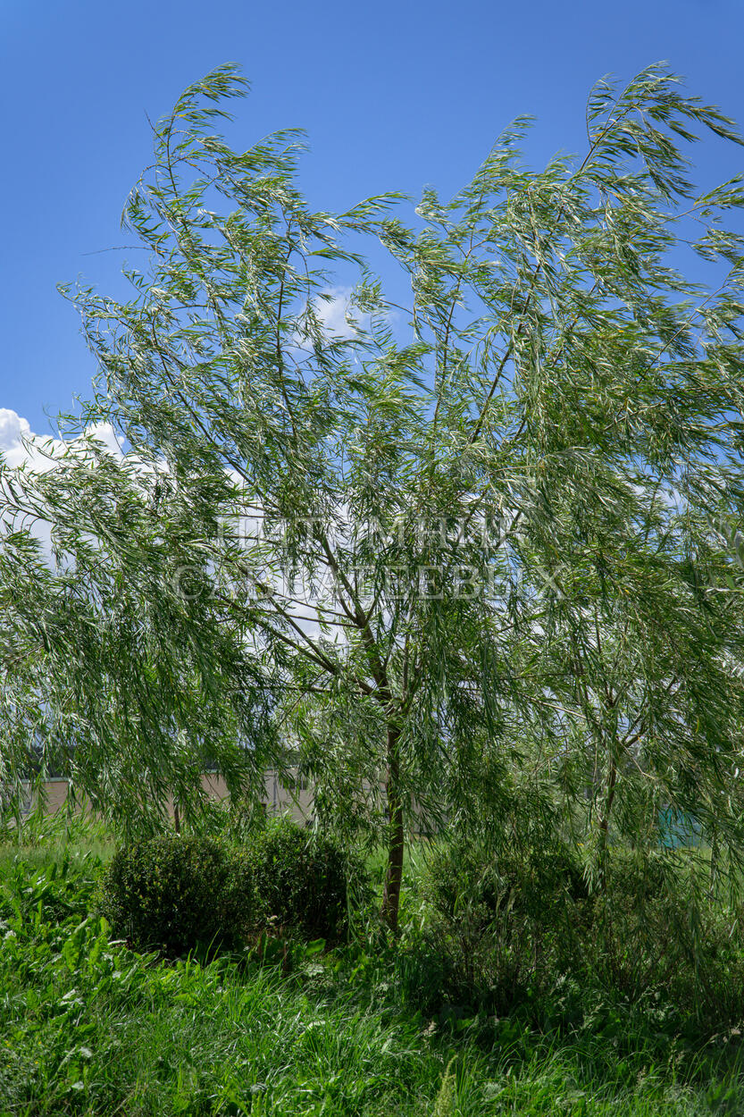Ива гибридная (Salix) «Рекорд»