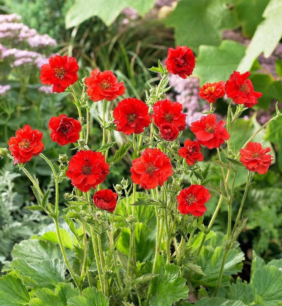 Гравилат чилийский «Feuerball»