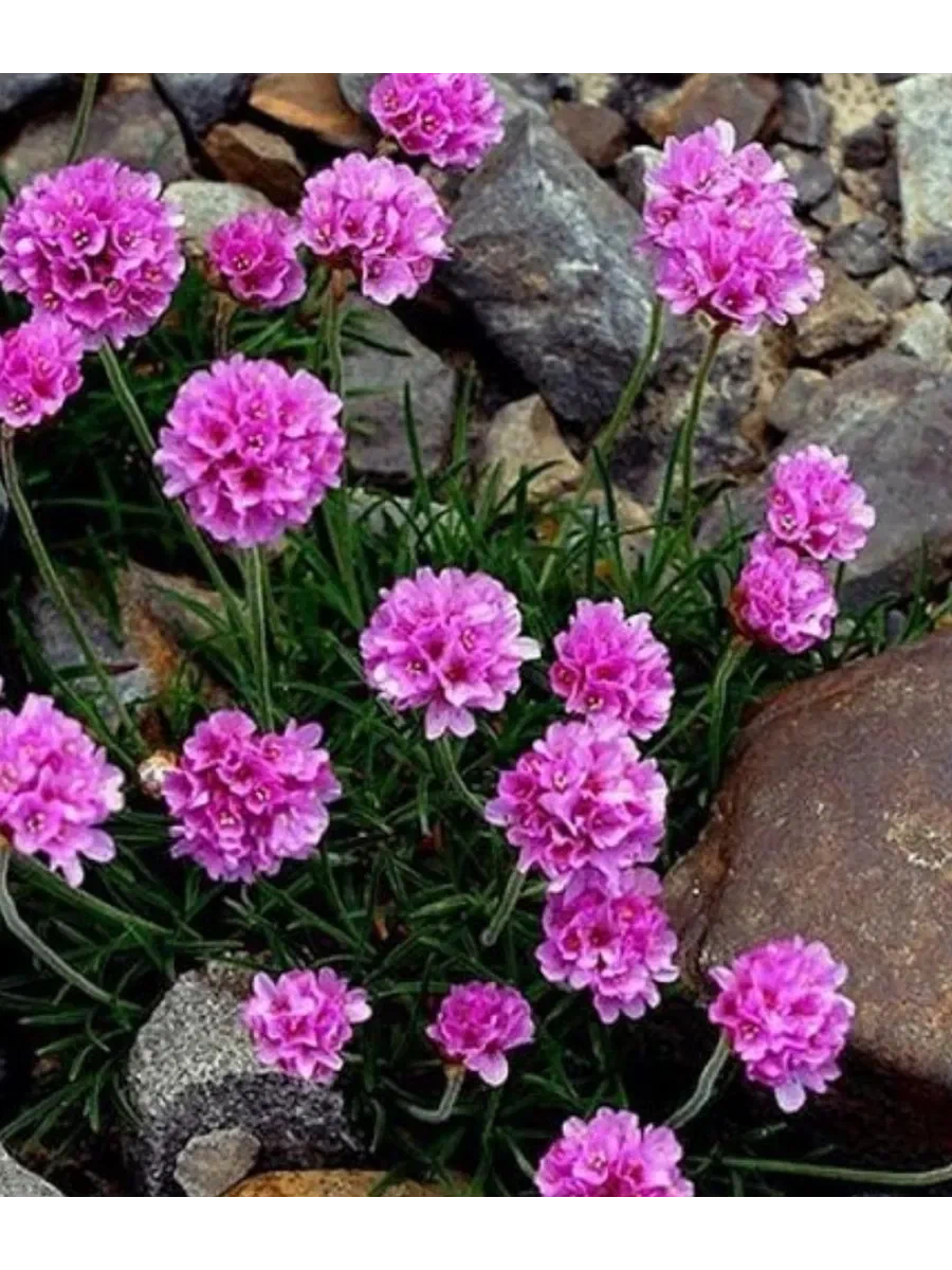 Армерия "Ballerina Lilac"