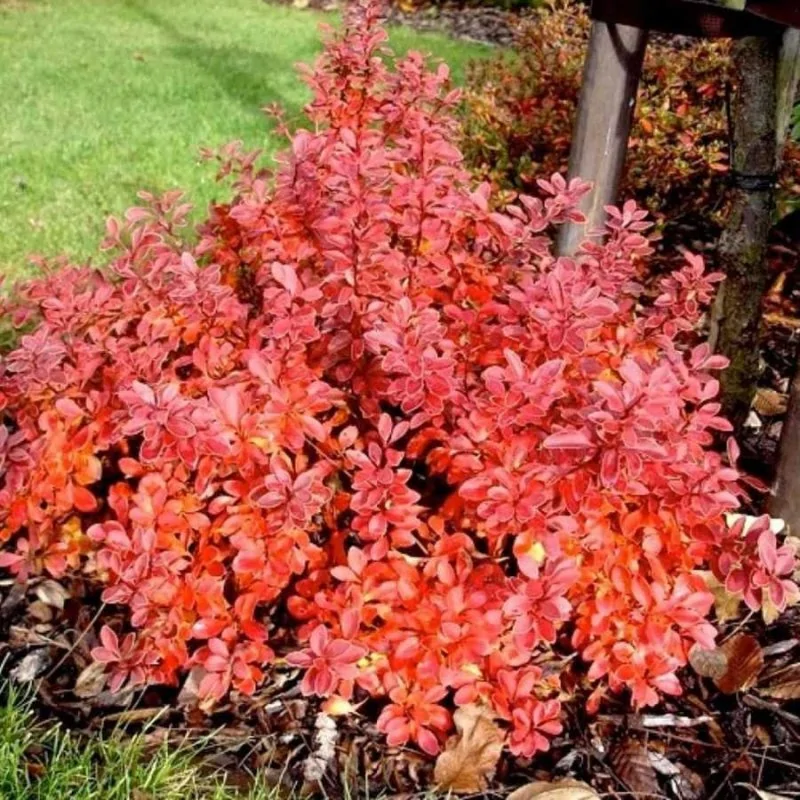 Барбарис Тунберга (Berberis thunbergii) «Orange Carpet»