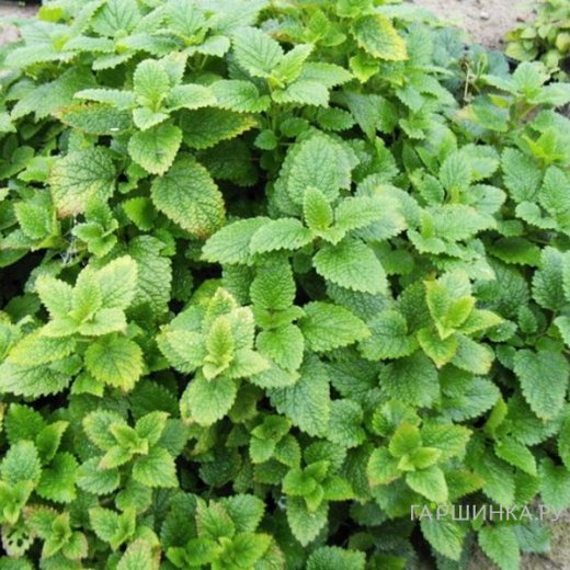 Мелисса лекарственная "Fit" 