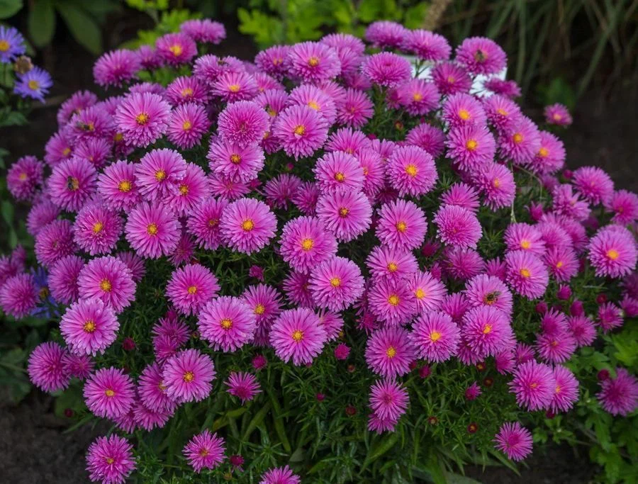 Астра кустарниковая (Astra dumosum)   «Peter Harrison»