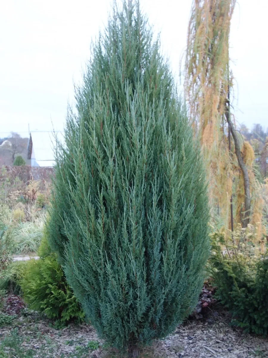 Можжевельник скальный (Juniperus scopulorum) “Skyrocket”