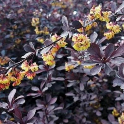 Барбарис оттавский (Berberis)                    «Silver Miles»