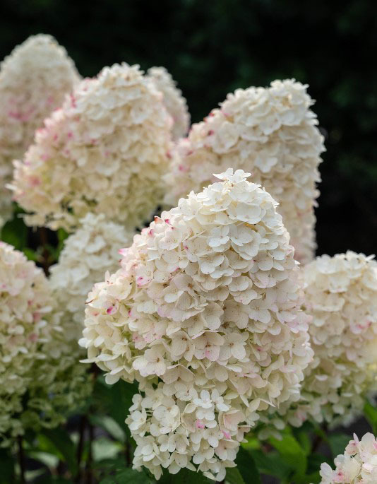 Гортензия метельчатая (Hydrangea paniculata) «Sugar Rush»