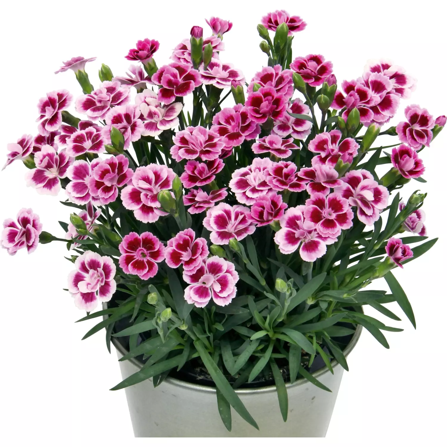 Гвоздика травянка (Diánthus deltoídes)  «Pink Kisses»