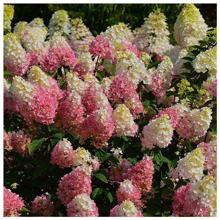 Гортензия метельчатая (Hydrangea paniculata) «Strawberry Blossom»