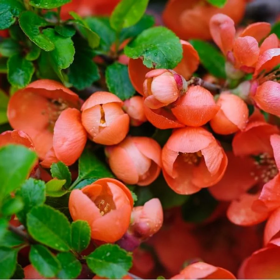 Айва великолепная «Boule de Feu»