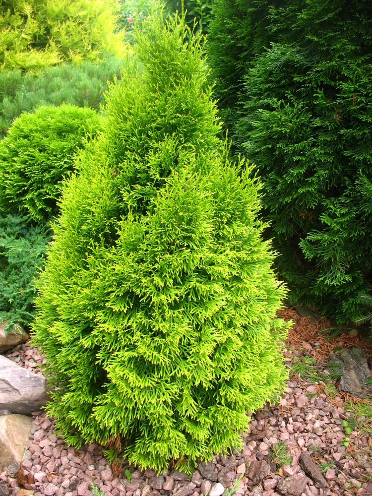 Туя западная (Thuja occidentalis) “Joska”
