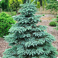Ель колючая (Picea pungens) "San Juan Padosa"