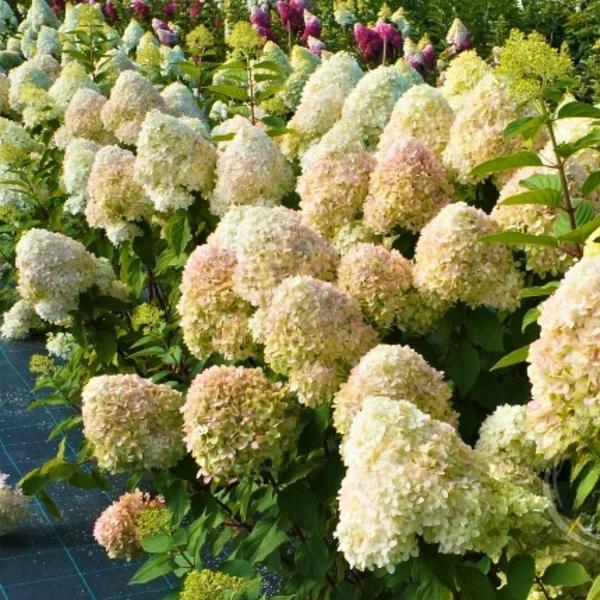 Гортензия метельчатая (Hydrangea paniculata) «Selection»