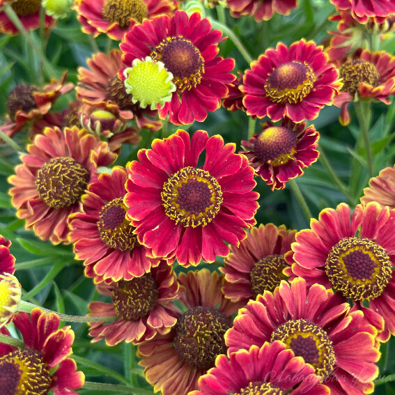 Гелениум (Helenium) «Bandera»