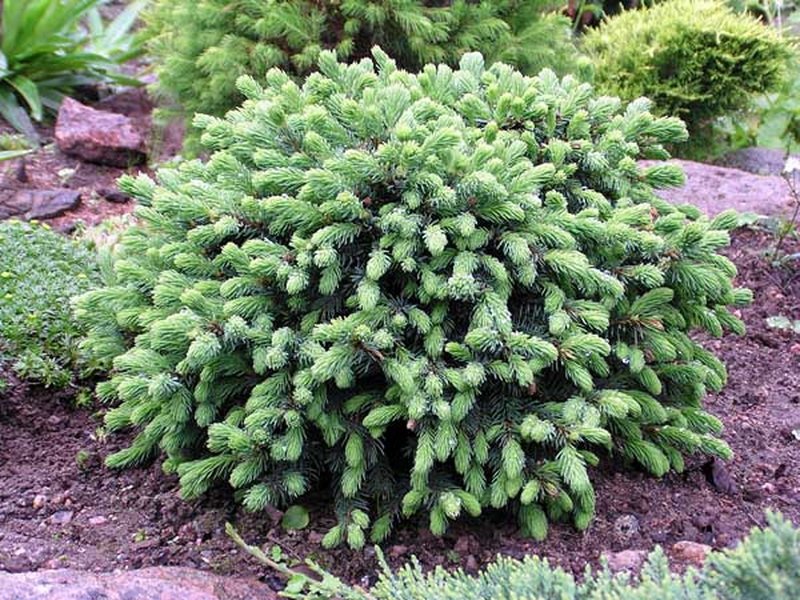 Ель канадская (сизая) (Picea glauca)“Echiniformis”