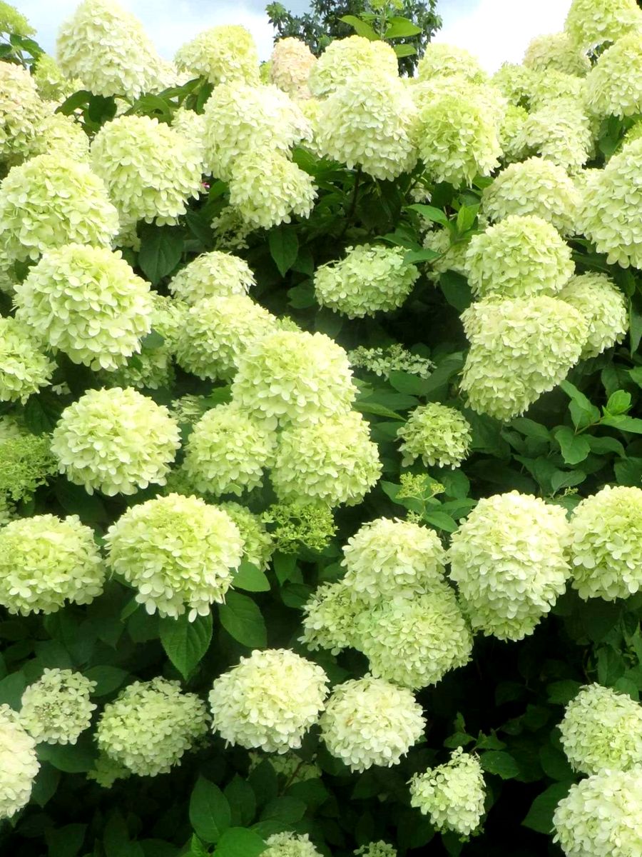 Гортензия метельчатая (Hydrangea paniculata) “Little Lime”