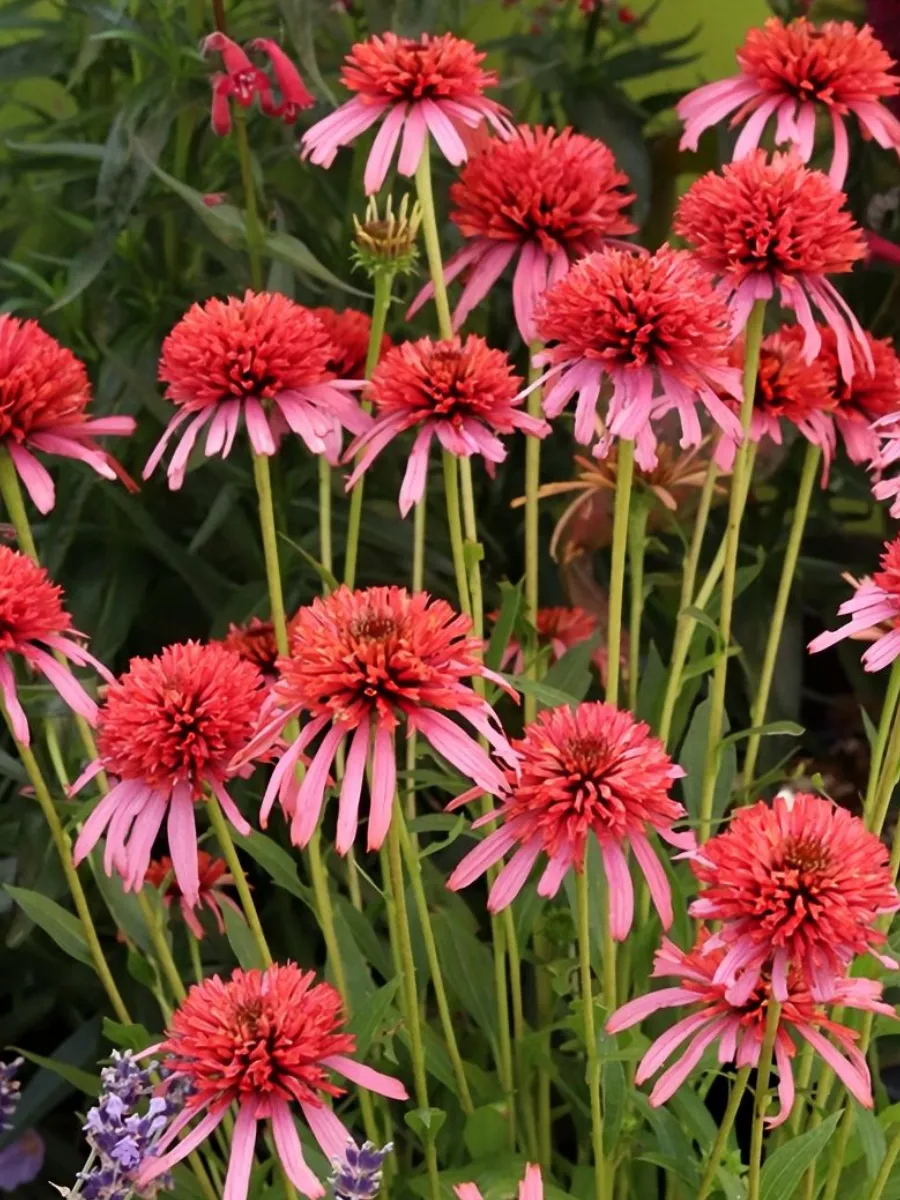 Эхинацея (Echinacea)  «Guava Ice»
