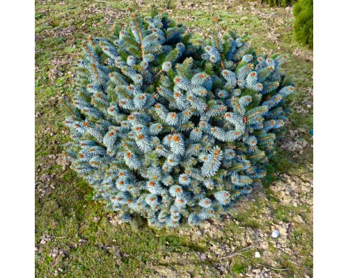 Ель ситхинская (Picea sitchensis) 'Midget'