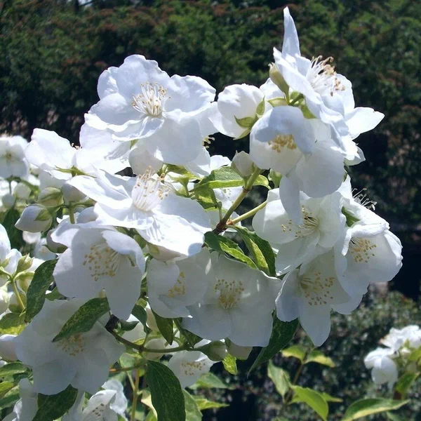 Чубушник  “Innocence”