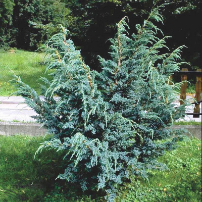 Можжевельник чешуйчатый (Juniperus squamata) "Meyeri"