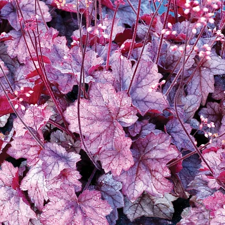 Гейхера (Heuchera)  «Georgia Plum»