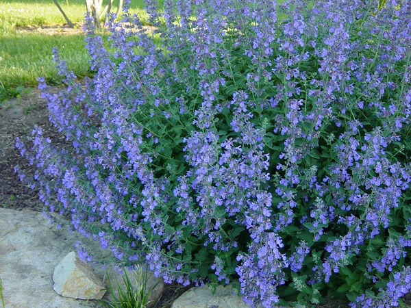 Котовник кистевидный (Nepeta racemosa) "Select Blue"