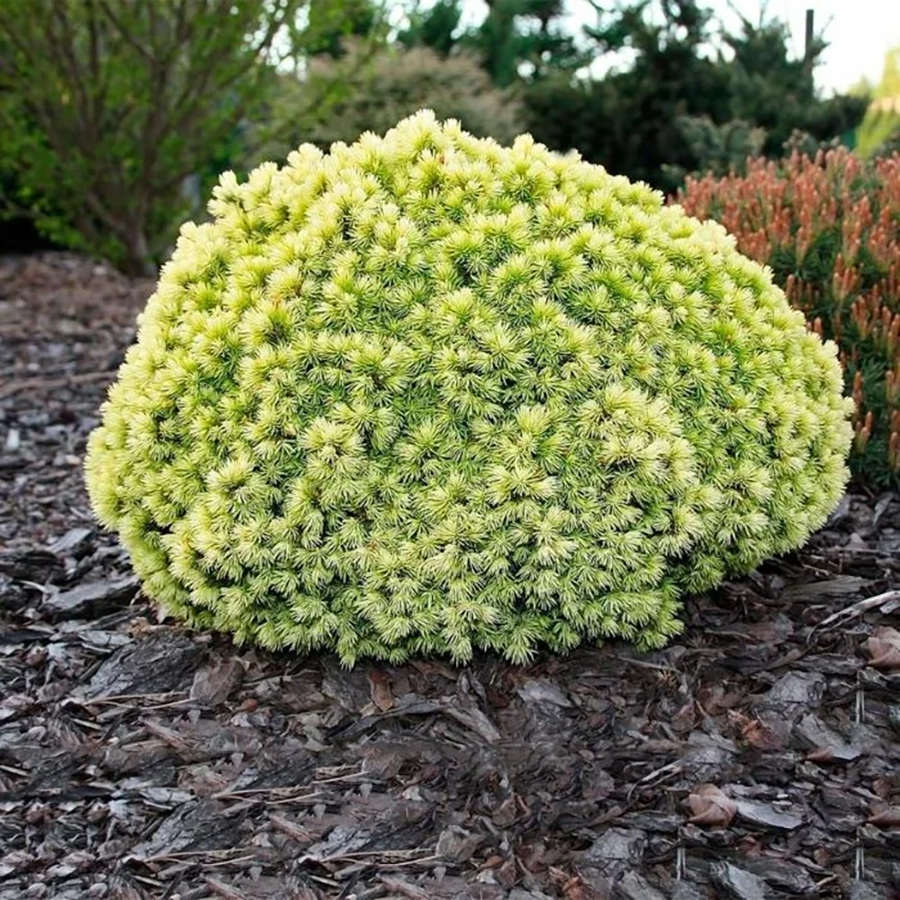 Ель обыкновенная (Picea abies) “Jalako Gold”