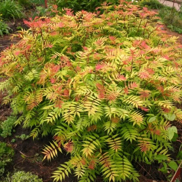Рябинник рябинолистный (Sorbaria sorbifolia)