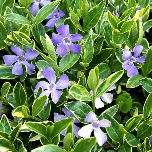 Барвинок малый     (Vinca minor) "Argenteovariegata"
