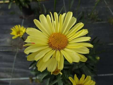 Нивянник наибольший  (Leucanthemum)      «Real Sunbeam»