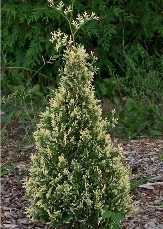 Туя западная (Thuja oссidentalis)  'Heartland Snow'