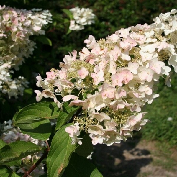 Гортензия метельчатая "Unique"