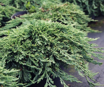 Можжевельник горизонтальный (Juniperus horizontalis) «Pancake»