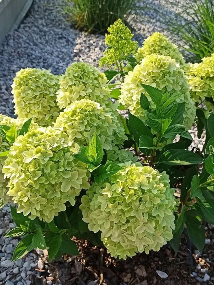 Гортензия метельчатая (Hydrangea paniculata) «Pandora»