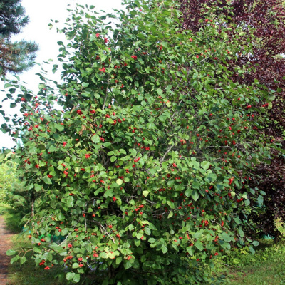 Боярышник крупноплодный (Арнольда)  ком