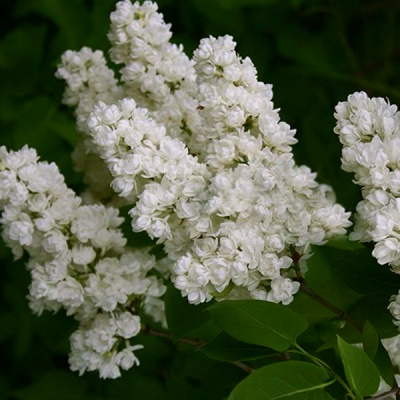Сирень обыкновенная (Syringa vulgaris)                 «Память о Колесникове»