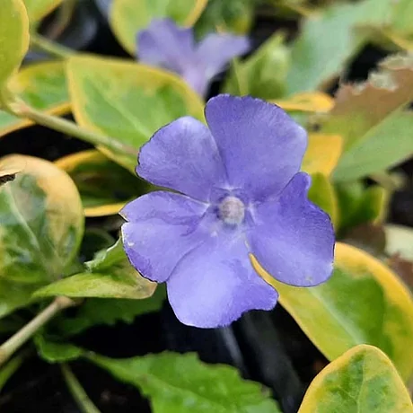 Барвинок малый  (Vinca minor) "Blue and Gold"