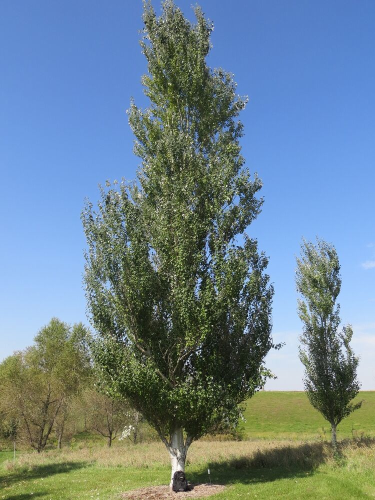 Тополь белый         (Populus alba) пирамидальный