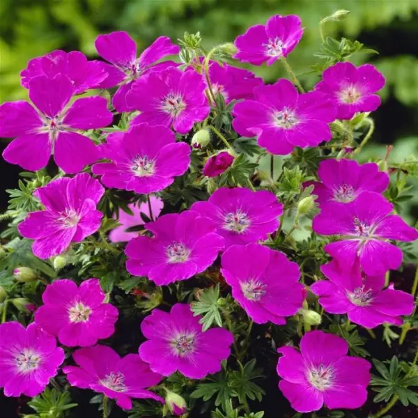 Герань кроваво-красная (Geranium sanguineum) "Max Frei"