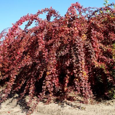 Барбарис Тунбергера (Berberis thunbergii) "Coronita"