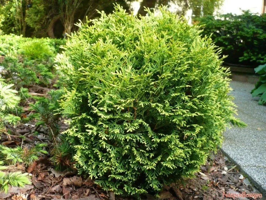 Туя западная (Thuja occidentalis) 'Waterfield'