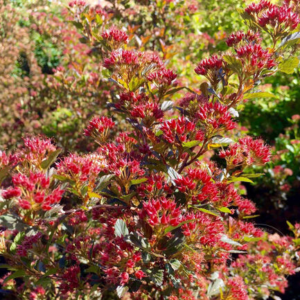 Пузыреплодник калинолистный (Physocarpus opulifolius)“Magical Sweet Cherry Tea”